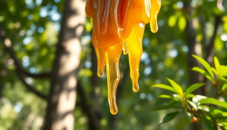 Récupération de résine de Benjoin sur un arbre en pleine nature.